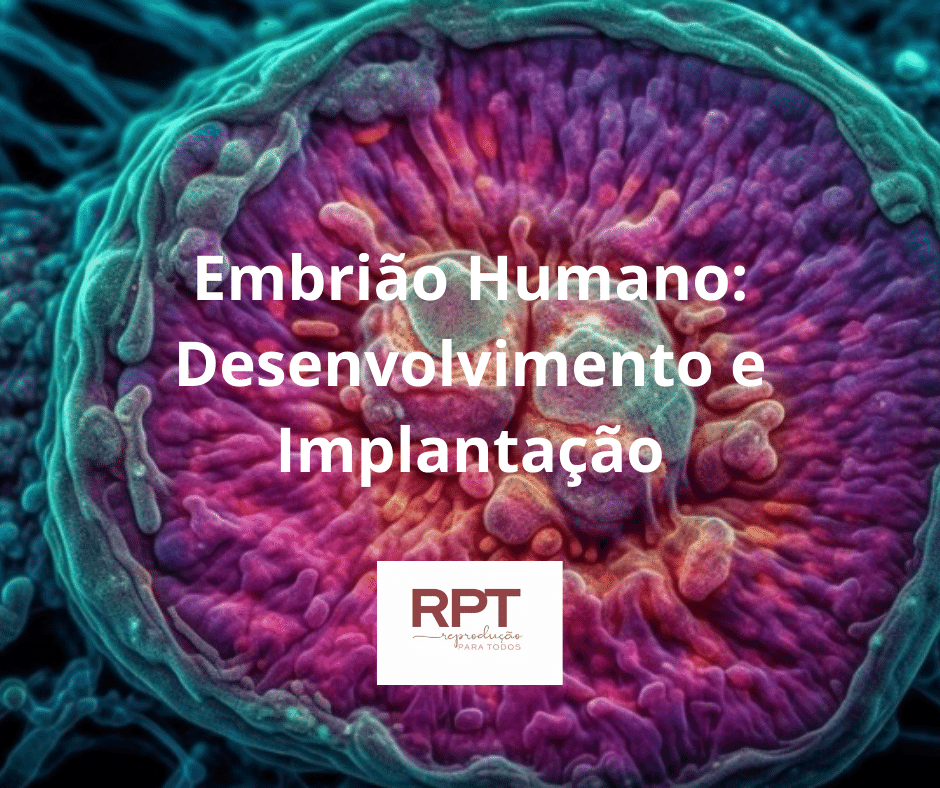 Embrião Humano Desenvolvimento e Implantação