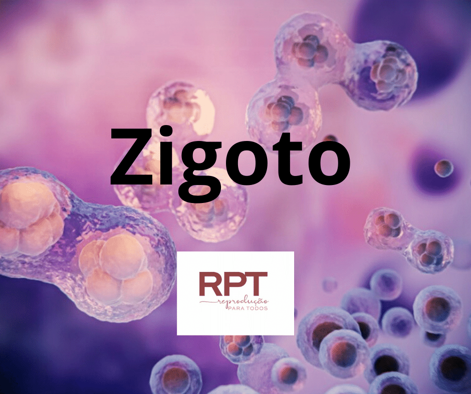 zigoto