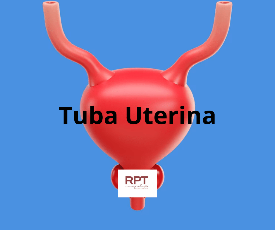 tuba uterina