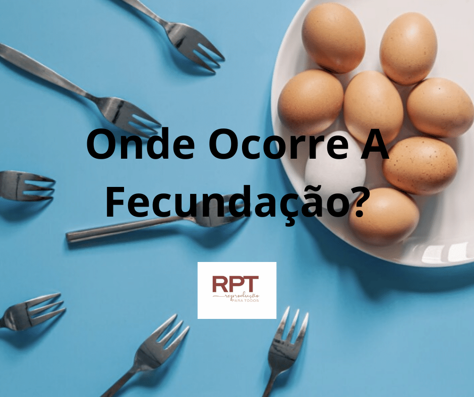 Onde Ocorre A Fecundação?