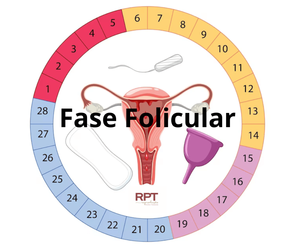 fase folicular