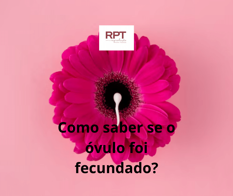 Como saber se o óvulo foi fecundado?