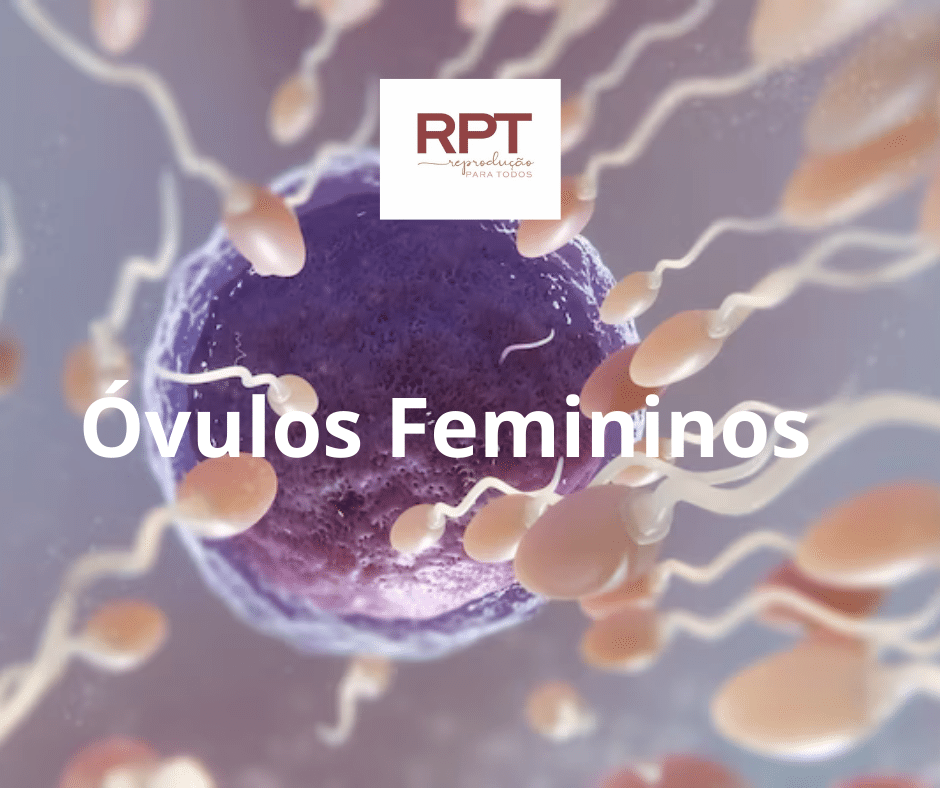 Óvulos Femininos