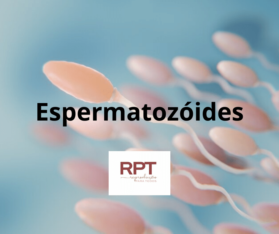 Espermatozóides