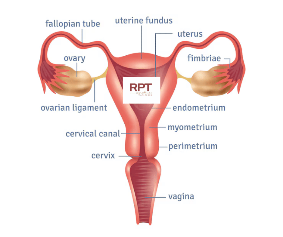 Sistema Genital Feminino: Anatomia e Funções Reprodutivas