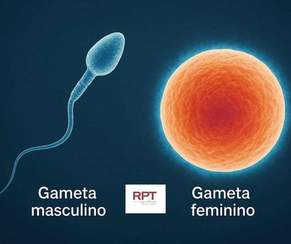 gameta masculino e feminino